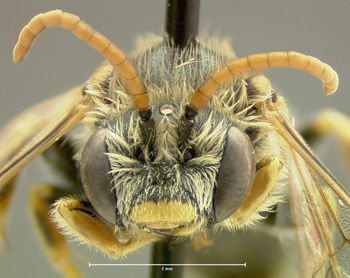 Media type: image;   Entomology 610292 Aspect: head frontal view